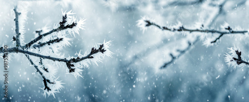 frost-covered tree branches in the garden create a peculiar pattern in winter during snowfall