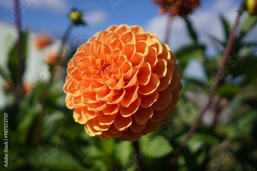 Orange Dahlia Blossom