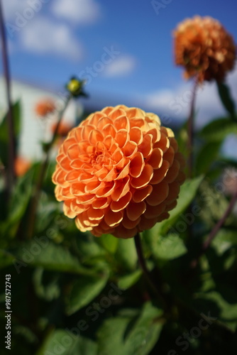 Orange Dahlia Blossom