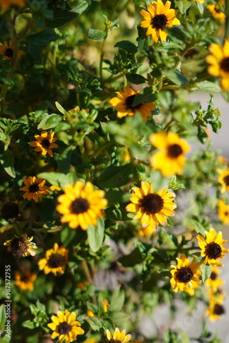 Sunlit Yellow Daisies in Bloom