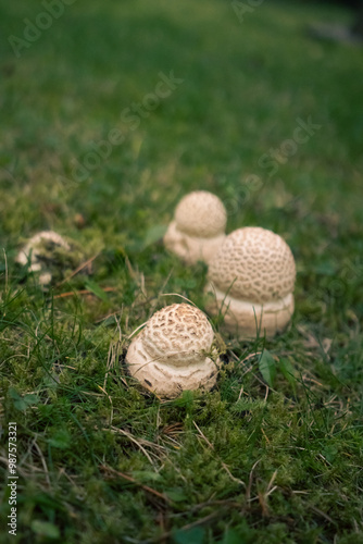 Mushroom Cluster