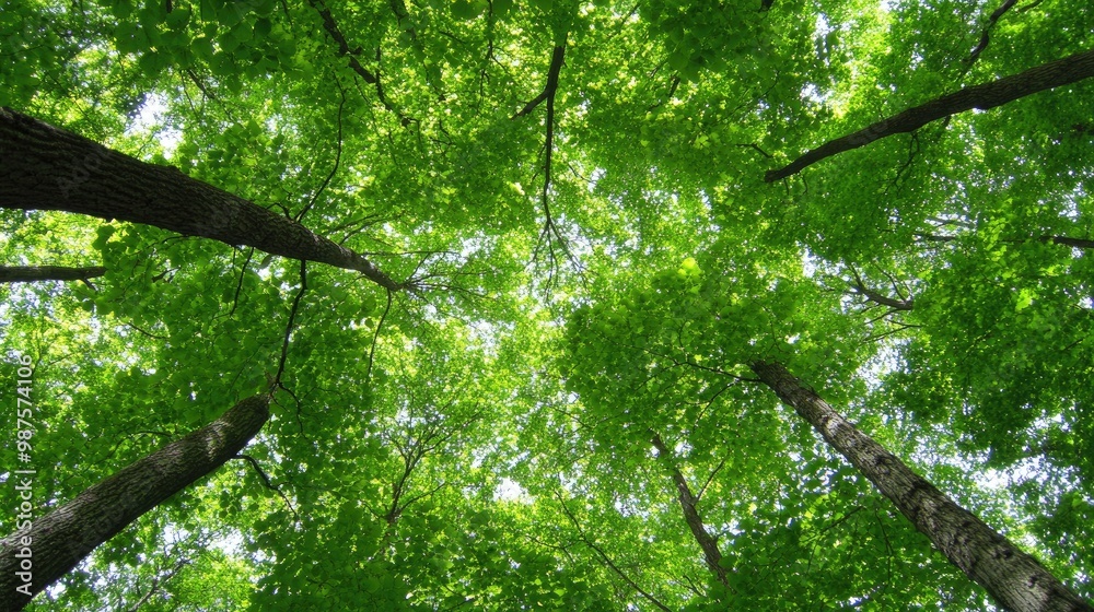 Fototapeta premium A tranquil atmosphere unfolds as sunlight streams through a lush canopy of leaves, highlighting the vibrant greens of tall trees under a clear blue sky in spring.
