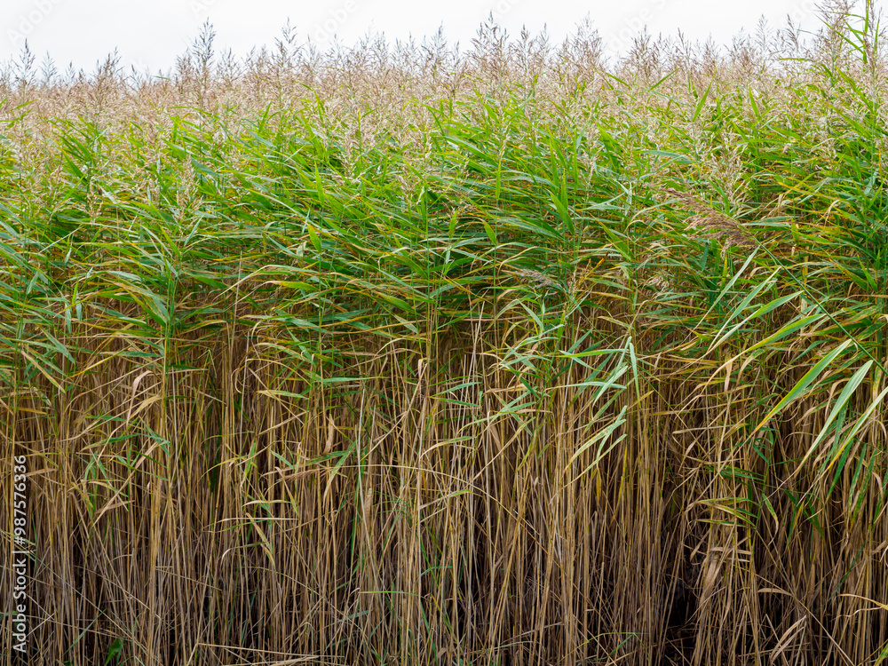 Fototapeta premium Field of tall water reeds with some brown dry stems.