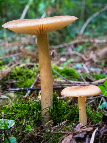 Foto A group of small mushrooms growing closely together