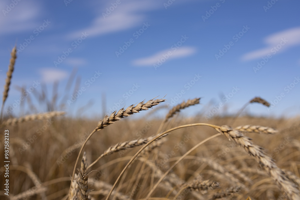 Fototapeta premium golden wheat field