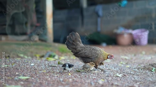 Hen and babychick scavenge for food