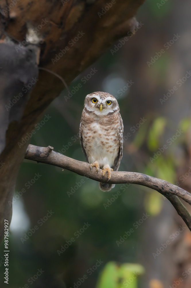 Spotted owlet India Asia Spotted owlet India Asia