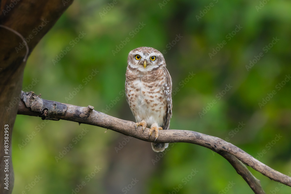 Spotted owlet India Asia Spotted owlet India Asia