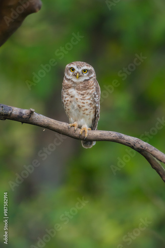 Spotted owlet India Asia 