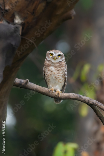 Spotted owlet India Asia 