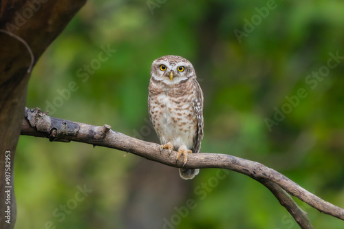 Spotted owlet India Asia 
