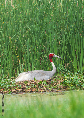 Sarus Crane in the nest. The Sarus crane (Grus antigone) is the world's tallest extant flying bird, standing a height of up to 1.8 m.  photo