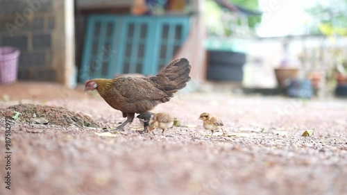 Hen and babychick scavenge for food