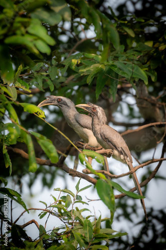 Grey Hornbill 