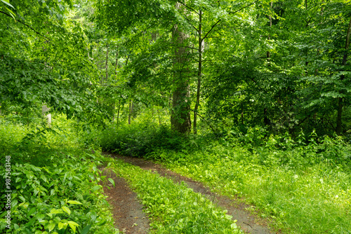 Path in Bialowieza Forest in Poland