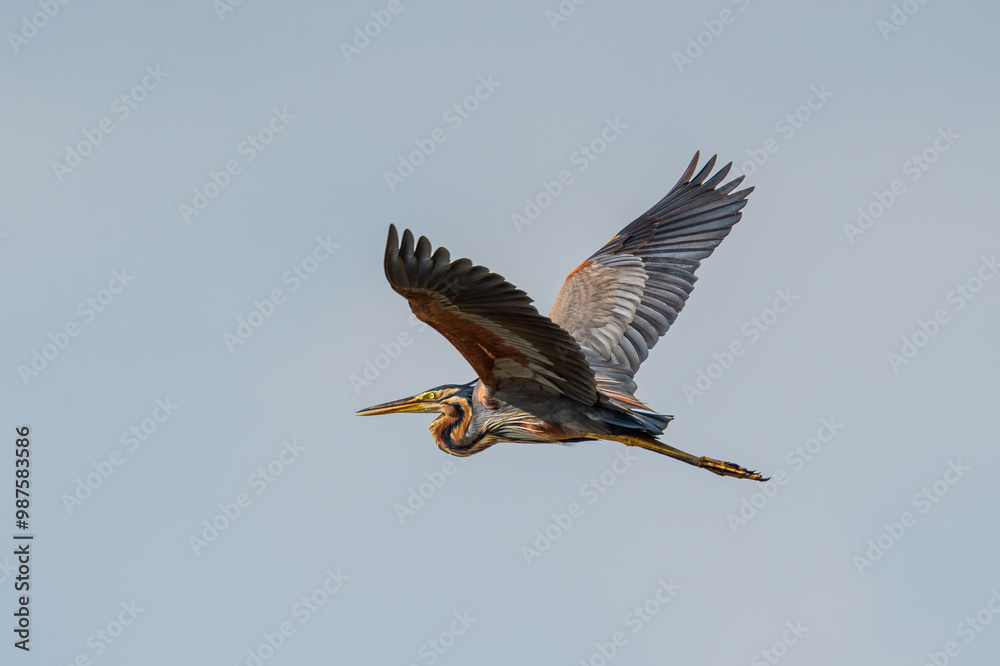 Obraz premium Purple Heron in flight. The purple heron (Ardea purpurea ) is a wide-ranging wading bird species in the heron family, Ardeidae.