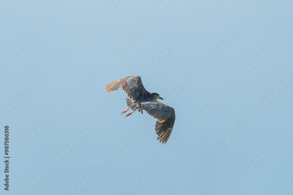Obraz premium Black-crowned Night Heron in flight. The Black-crowned night heron (Nycticorax nycticorax) is a medium-sized heron found throughout a large part of the world