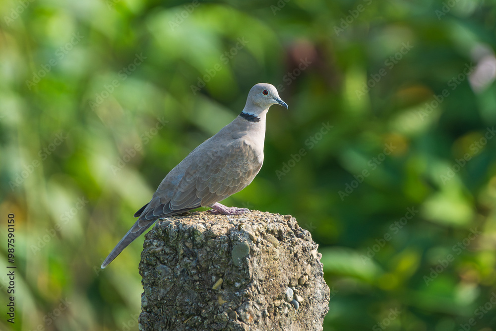 Fototapeta premium Eurasian Collared Dove close-up. The Eurasian collared dove (Streptopelia decaocto) is a dove species native to Europe and Asia.