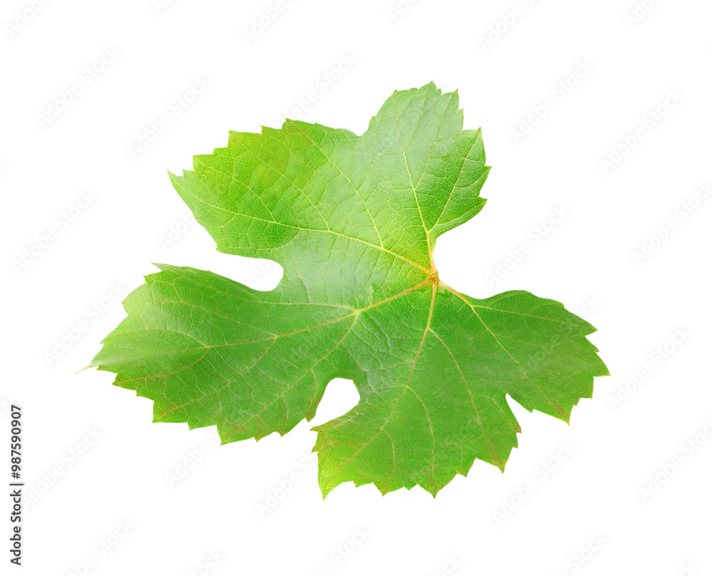 Obraz premium One grape leaf cutout