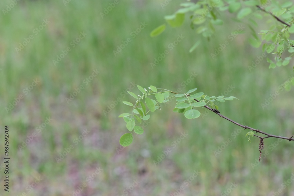 Moringa oleifera leaves and branches in the forest Moringa oleifera leaves and branches in the forest