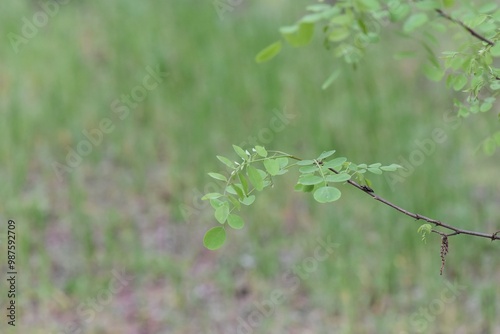 Moringa oleifera leaves and branches in the forest