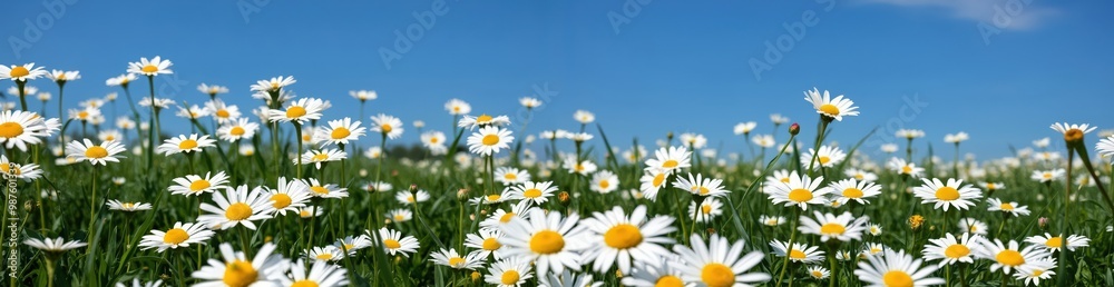 A serene field of white daisies with yellow centers, set against a clear blue sky, is captured from a low angle, emphasizing the vastness of the field and the beauty of nature A serene field of white daisies with yellow centers, set against a clear blue sky, is captured from a low angle, emphasizing the vastness of the field and the beauty of nature