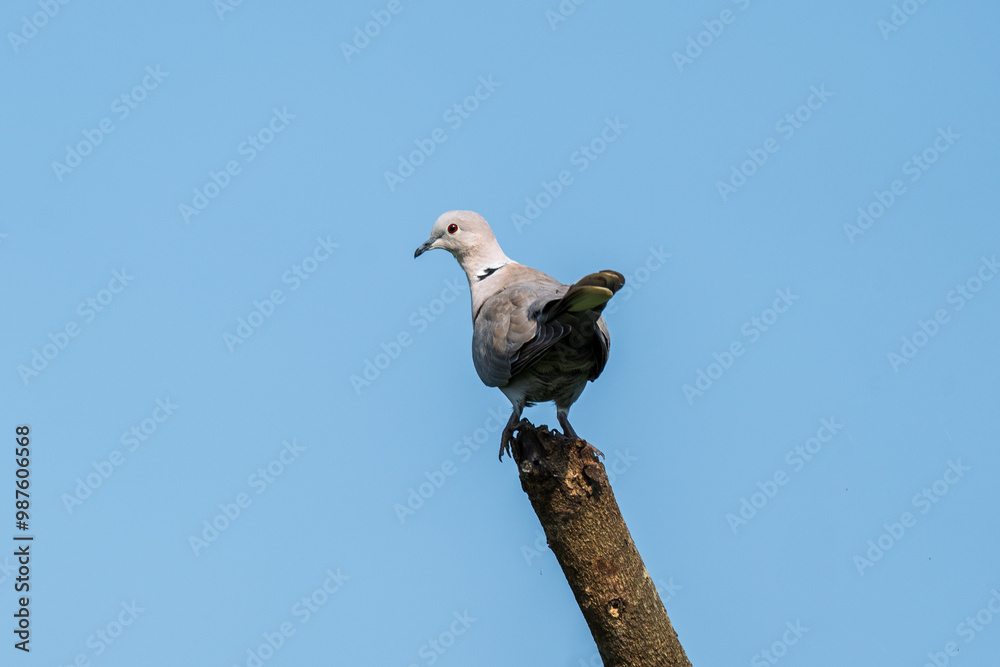 Eurasian Collared Dove close-up. The Eurasian collared dove (Streptopelia decaocto) is a dove species native to Europe and Asia. Eurasian Collared Dove close-up. The Eurasian collared dove (Streptopelia decaocto) is a dove species native to Europe and Asia.