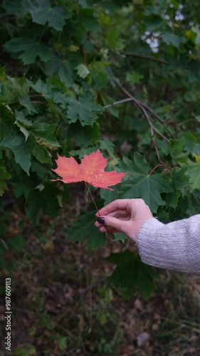 Autumn leaves 