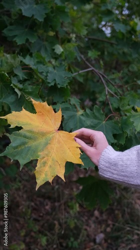 Autumn leaves 