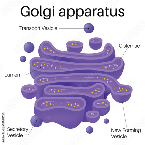 Structure of Golgi Apparatus	