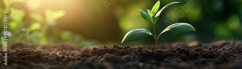 Green sprout emerging from rich soil under soft sunlight. photo