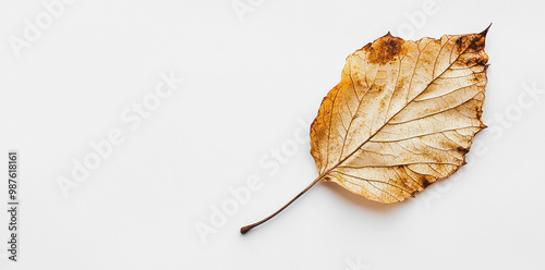 This image depicts a single dry, curled leaf on a pristine white background, symbolizing the autumn season, and the natural cycle of life, shedding, and transformation.