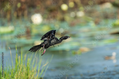 Little Cormorant in flight. The little cormorant (Microcarbo niger ) is a member of the cormorant family of seabirds. photo