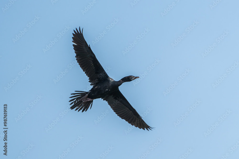 Fototapeta premium Little Cormorant in flight. The little cormorant (Microcarbo niger ) is a member of the cormorant family of seabirds.