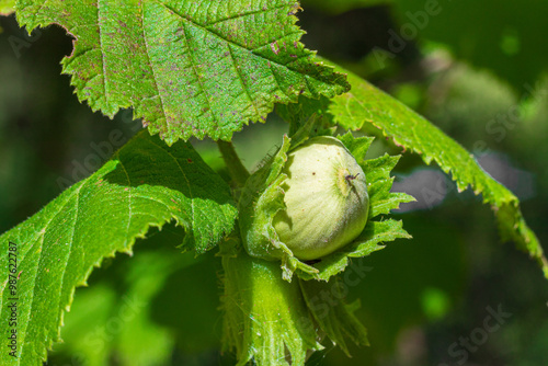 Immature hazelnut fruit photo