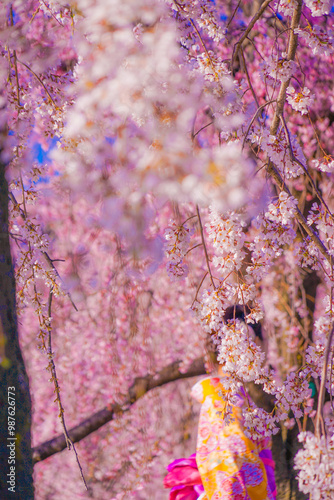 ピンクの桜と着物