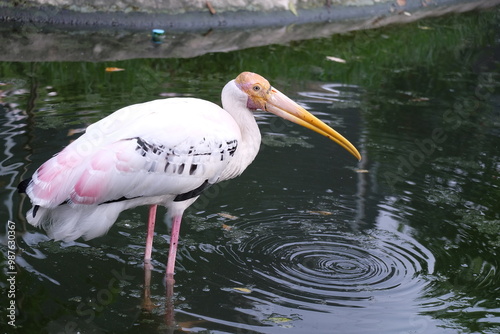 pink flamingo in the water photo