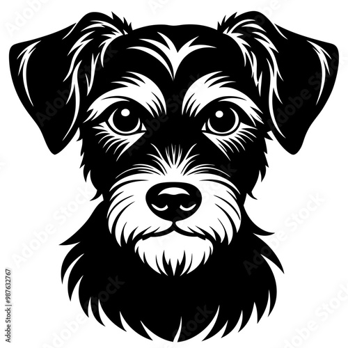 black and white dog