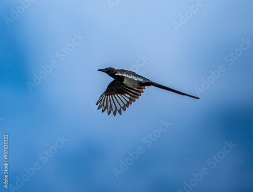 Black billed magpie in flight photo