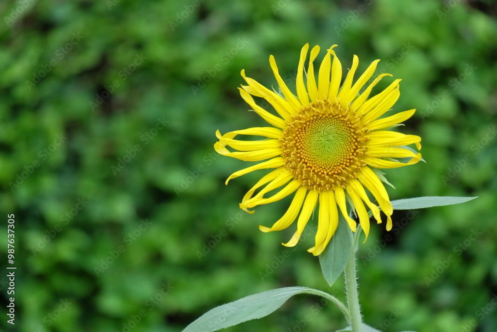 sunflower in the field sunflower in the field