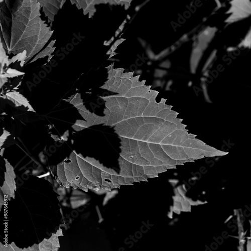 Wallpaper Mural Black and white image of shadows on a leaf. Torontodigital.ca