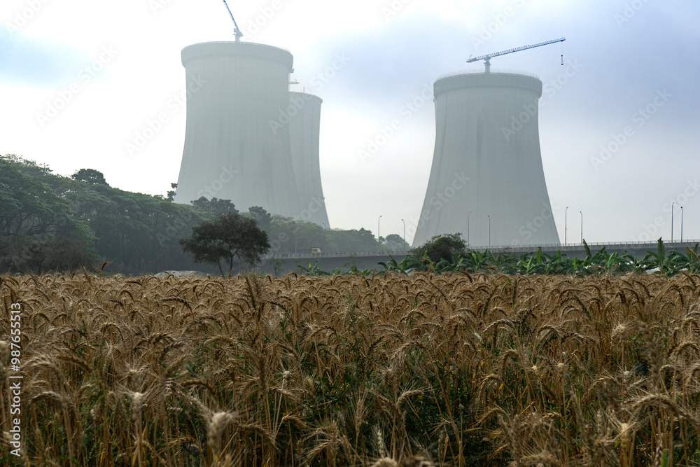 Rye field near the Cooling towers of the Ruppur Nuclear Power Plant. Rooppur, Bangladesh