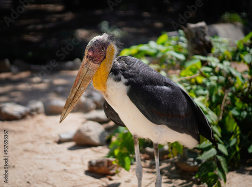 Canvas-taulu Lesser adjutant stork standing on blurred nature background at the zoo in Thailand