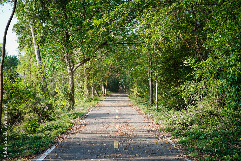 Curved concrete roadway with fallen dry leaves in autumn winds through a green nature park with trees and plants in the forest, national park view in Thailand. Curved concrete roadway with fallen dry leaves in autumn winds through a green nature park with trees and plants in the forest, national park view in Thailand.