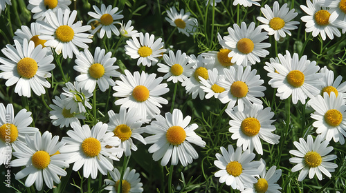 Close-up of White Daisies in a Field