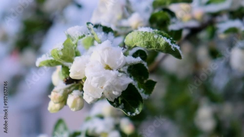 Apple-tree flowers under the snow in late Spring snowfall in Moscow, Russia