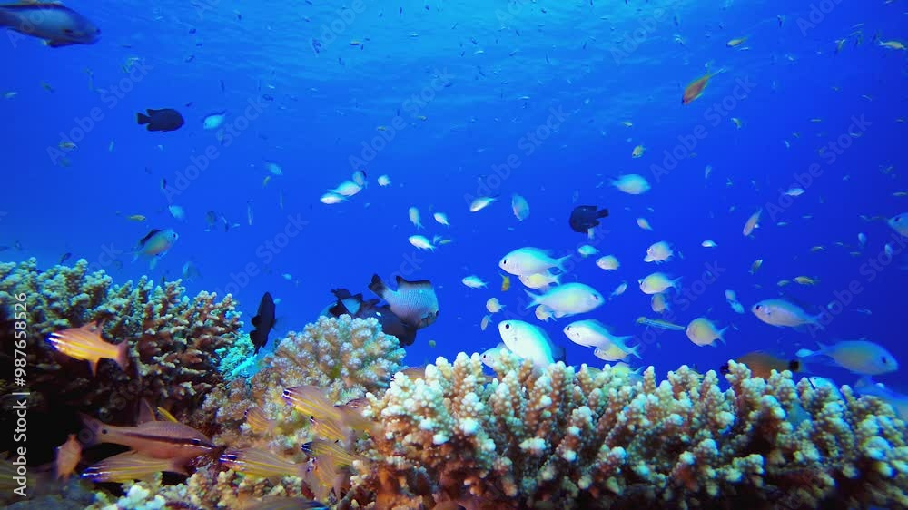 Reef Coral Tropical Garden. Tropical underwater sea fish. Colourful tropical coral reef. Scene reef. Marine life sea world. Underwater fish reef marine. Reef Coral Tropical Garden. Tropical underwater sea fish. Colourful tropical coral reef. Scene reef. Marine life sea world. Underwater fish reef marine.