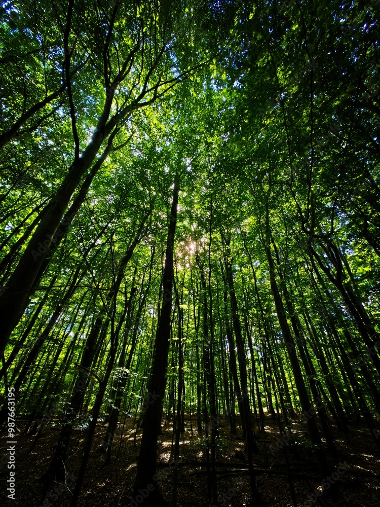 forest in the morning forest in the morning