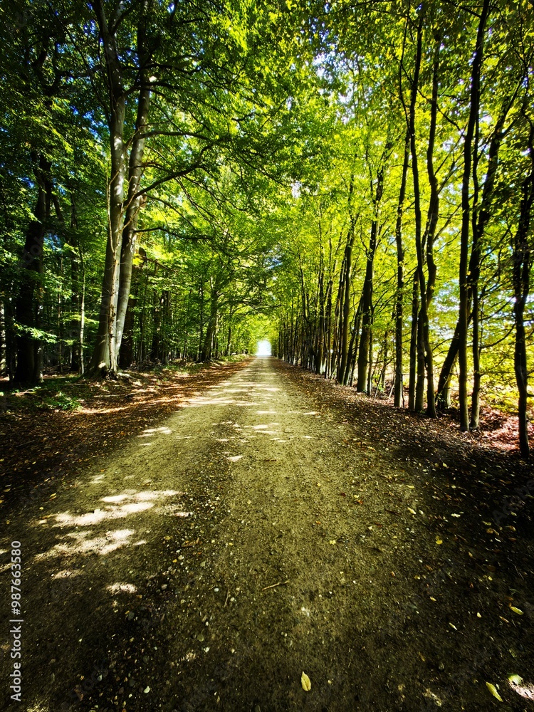 path in the park