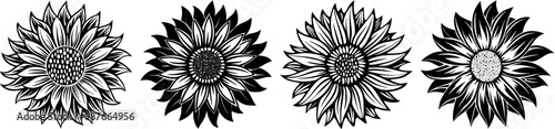 illustration flower vector. sunflower vector .daisy vector . flower outline vector